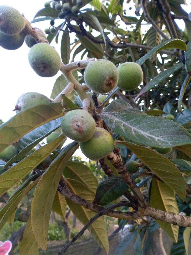 I Fiori Di Sicilia